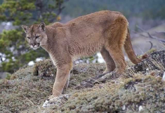 ONÇAS ATACAM ANIMAIS NO MONJOLINHO