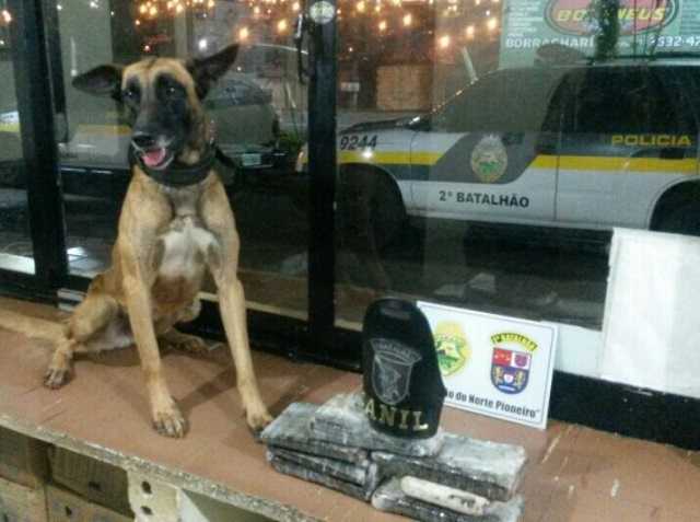 APREENSÃO DE DROGAS CAMBARÁ (1)