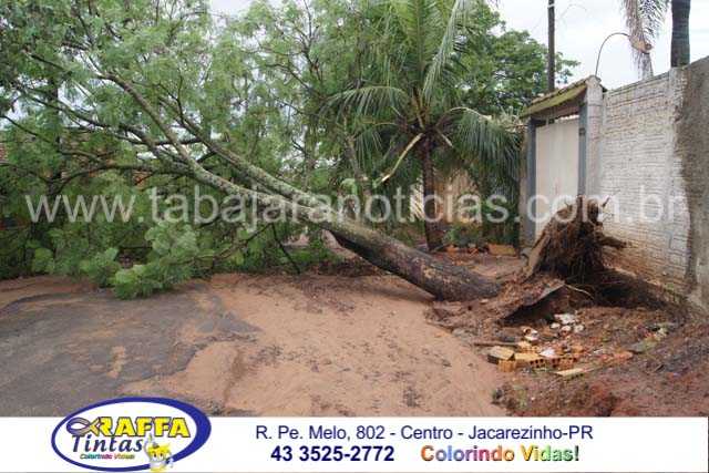 TEMPORAL NA MADRUGADA DERRUBA ARVORE NA RUA MINAS GERAIS NA VILA SÃO PEDRO