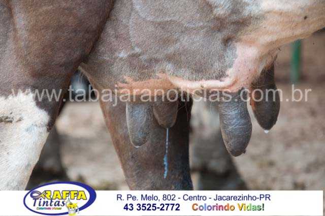 FALTA DE ENERGIA CAUSA PREJUÍZOS A PROPRIEDADE RURAL EM JACAREZINHO