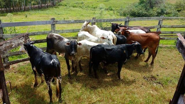 POLICIA CIVIL RECUPERA GADO FURTADO