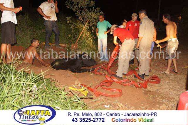 ( A VACA FOI PRO BURACO ) COM TANTOS BURACOS NEM A VACA ESCAPOU