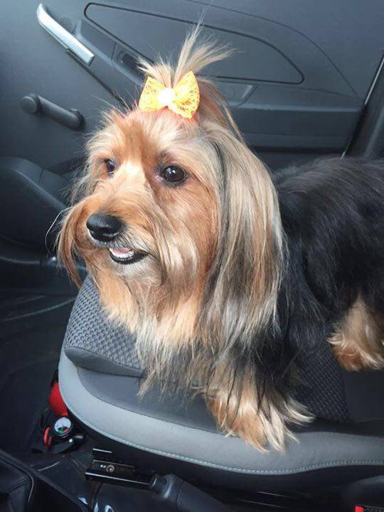 CACHORRA DESAPARECIDA AJUDE A ENCONTRAR