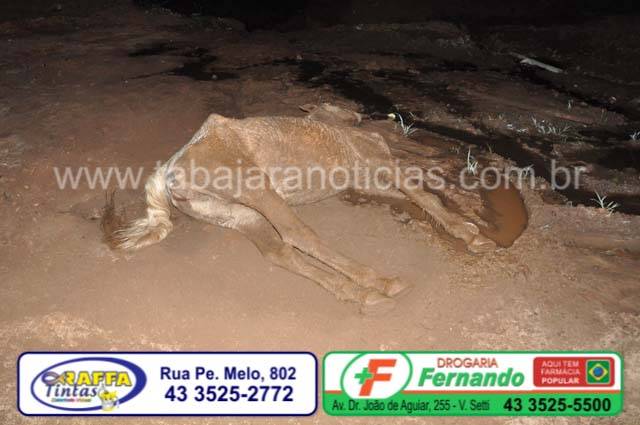 ÉGUA AGONIZA E MORRE SEM RECEBER SOCORRO NA VILA SÃO PEDRO