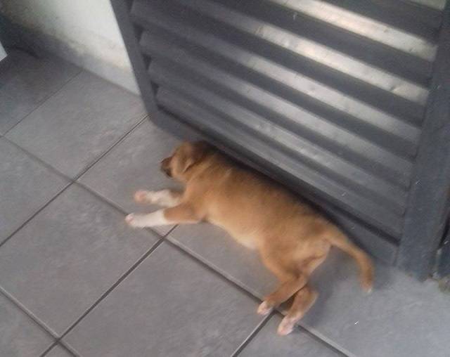 16295982_1234694176621048_267668762_n