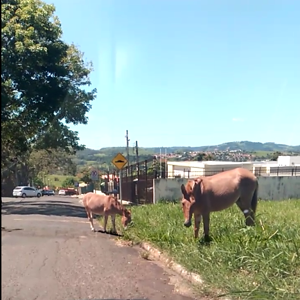 Sem título