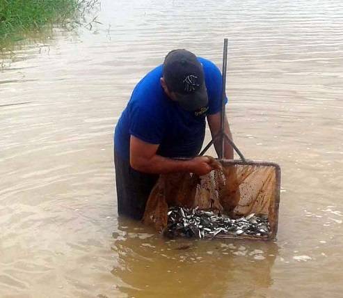 Soltura de peixes (2)