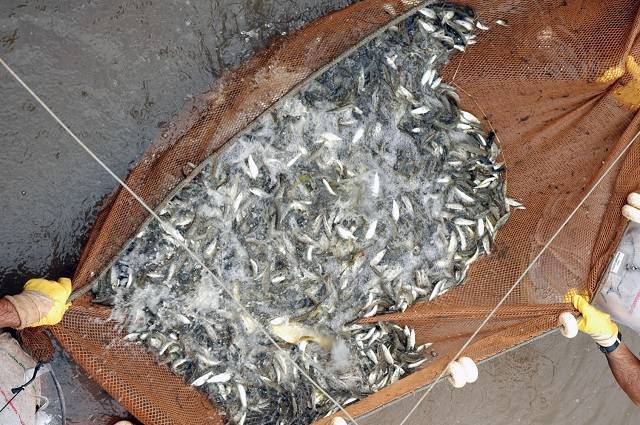 Soltura de peixes