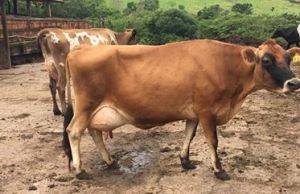 Propriedade rural sofre prejuízos por falta de energia em Jacarezinho