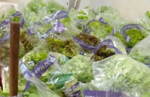 No Sacolão Hawai você encontra alface fresquinha neste domingo 14