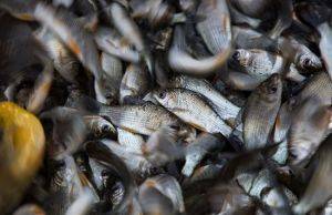 RIO PARANAPANEMA RECEBE 400 MIL PEIXES NO DIA MUNDIAL DA ÁGUA