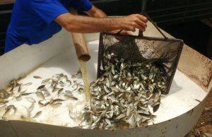 CTG Brasil solta 720 mil peixes na Bacia do Paranapanema