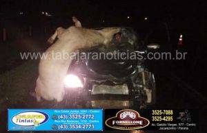 Animal solto na pista provoca mais um acidente na PR 431 em Jacarezinho