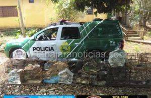 Policia ambiental apreende 43 aves silvestres, um revólver calibre 38 e munições em operação de combate aos crimes contra a fauna em Cambará.