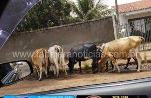 Vacas soltas pelas ruas atrapalham o transito e colocam motoristas em risco na Nova Jacarezinho