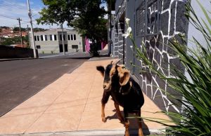 Cabrita é flagrada pastando em jardim de residencia no centro de Jacarezinho