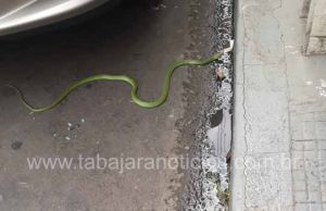 Cobra aparece no centro de Jacarezinho e mobiliza equipe dos Bombeiros