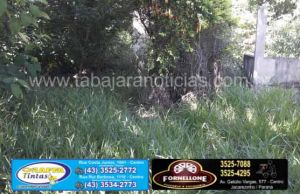 Terreno abandonado com mato alto e acumulo de lixo coloca em risco crianças próximo ao centro de Jacarezinho