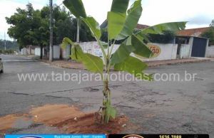 Moradores do Bairro Aeroporto plantam bananeira em buraco na rua para protestar contra o descaso