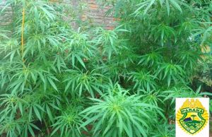 Policia Militar encontra plantação de Maconha em residencia em Jacarezinho
