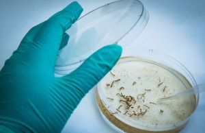 Bairro de Jacarezinho registra índice zero de infestação do Aedes aegypti ( mosquito da dengue )