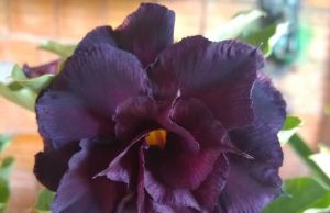 Agora em Jacarezinho você encontra lindas Rosas do Deserto para presentear sua mãe