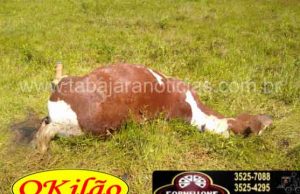Eguá morre eletrocutada em chácara próximo a estrada da Barragem em Jacarezinho.
