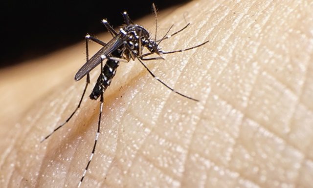 mosquito-dengue