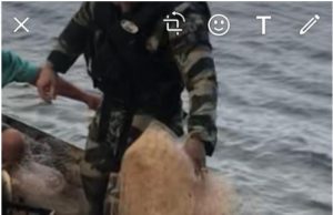 Polícia Ambiental realiza fiscalização em Rios prende dois pescadores e apreendem material de pesca ilegal.