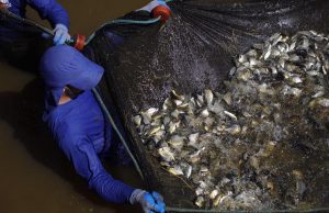 CTG BRASIL SOLTA MEIO MILHÃO DE PEIXES NO RIO PARANAPANEMA.