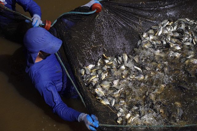 soltura-de-peixes-estacaopiscicultura_ctgbrasil (6)