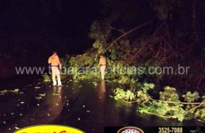 Durante chuva arvore cai e interdita meia pista da PR 431 em Jacarezinho.