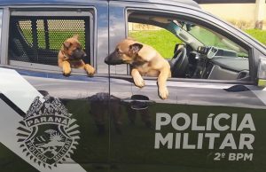2º BPM RECEBE DOIS NOVOS CÃES PARA INTEGRAR CANIL.