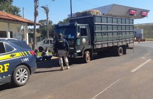 PRF apreende mais de 800 quilos de maconha em caminhão de cavalos na divisa entre Jacarezinho e Ourinhos.