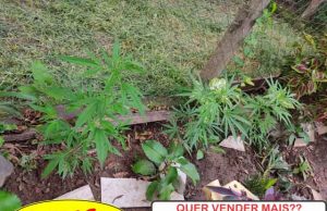 Policia Militar apreende pés de Maconha em chácara em Santo Antônio da Platina.