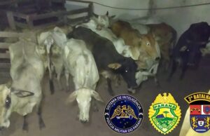Policia Militar prende homem com caminhão carregado de bois furtados.