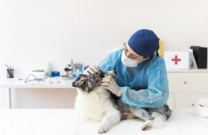 UENP abre processo seletivo para Residência em Medicina Veterinária.