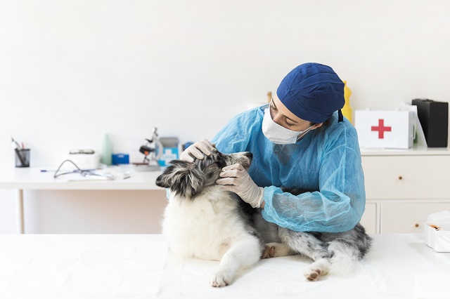 residencia_veterinaria_uenp