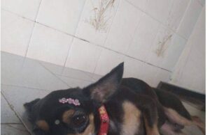 Criança está doente por falta de cachorrinha desaparecida, ajude a encontrar.