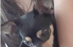 Criança está doente pela falta de cachorrinha desaparecida ajude a encontra-la.