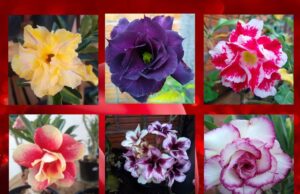 Hoje ultimo dia da Feira de exposição e vendas de Rosas do Deserto nesta sexta e sábado em Jacarezinho.