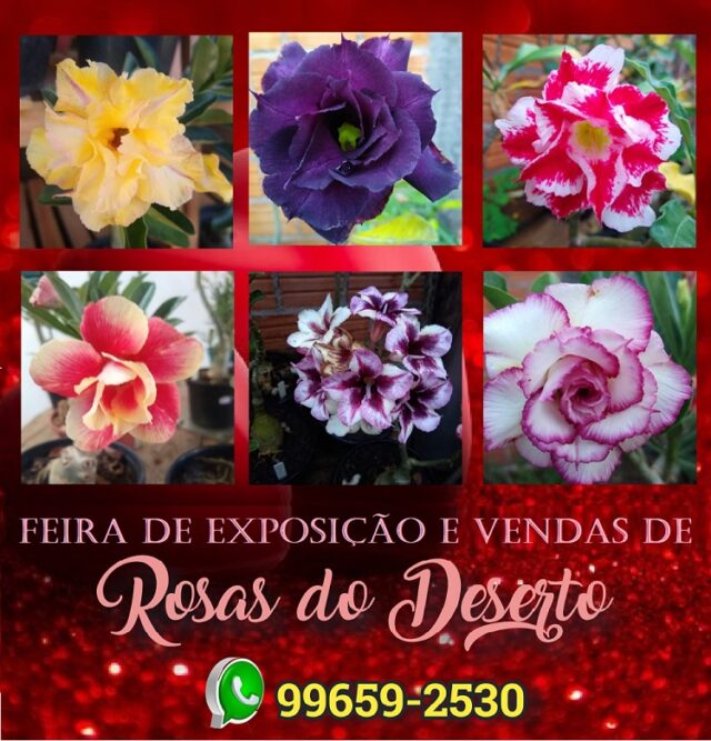 feira de rosas