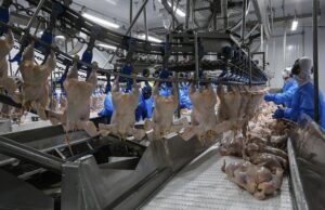 Com maior volume da história, Paraná liderou exportações de carne de frango no 1º semestre.