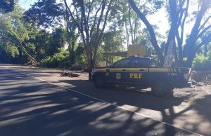 Motociclista morre em colisão com barraca de frutas na BR-153.