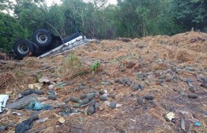 Caminhoneiro morre em capotamento na BR-153 próximo a Ibaiti.