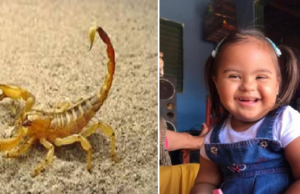 Tragédia em Marques dos Reis: menina de 4 anos morre após picada de escorpião e caso causa comoção.