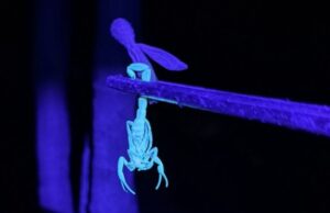 Prefeitura de Jacarezinho lança megaoperação contra escorpiões