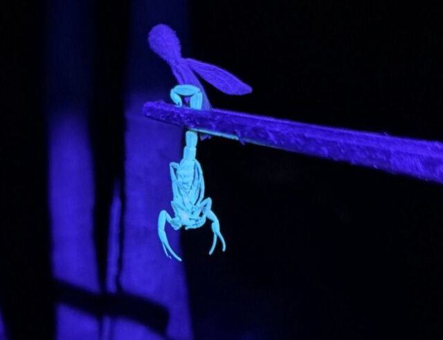 WhatsApp Image 2025-11-03 at 17.12.22