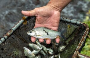CTG Brasil solta 130 mil peixes no reservatório da Usina Hidrelétrica Salto Grande