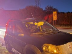 Mais um acidente envolvendo Javali nas rodovias do norte Pioneiro.